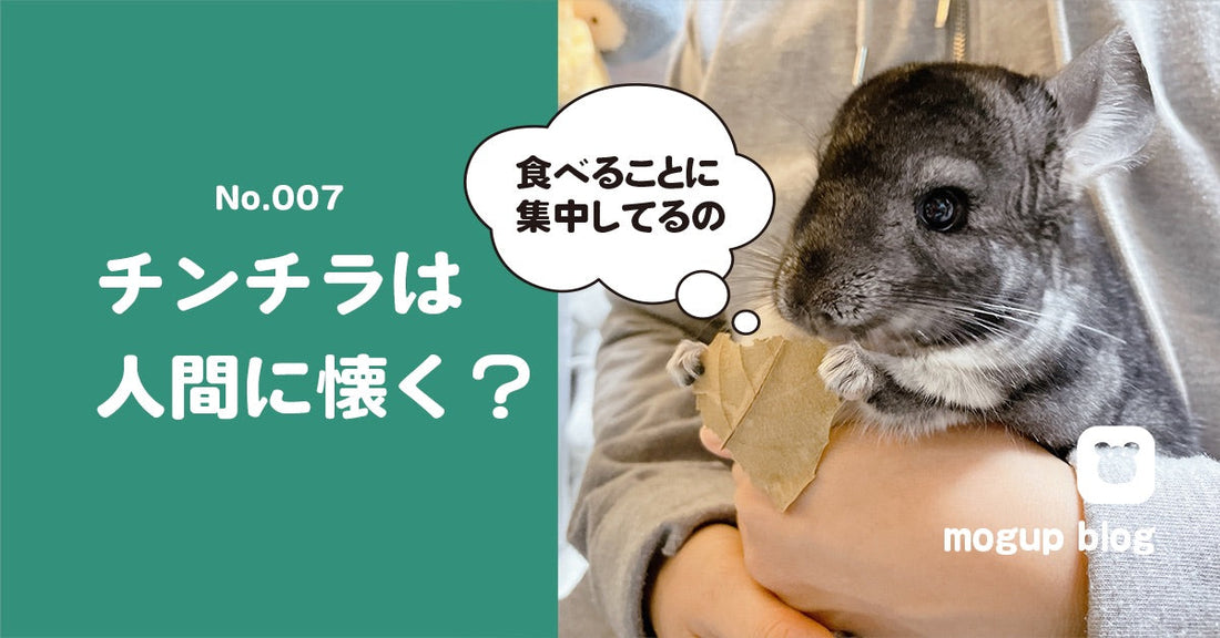 No.007　チンチラは人間に懐くのか？