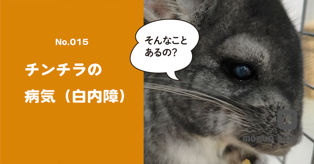No.015　チンチラの病気（白内障）