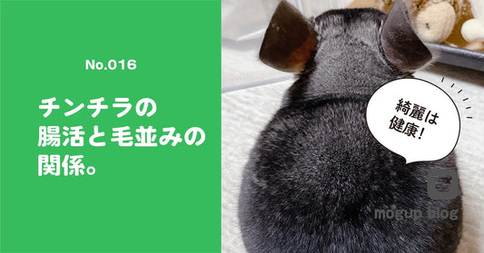 No.016　チンチラの腸活と毛並みの関係。発酵バガスで解決？