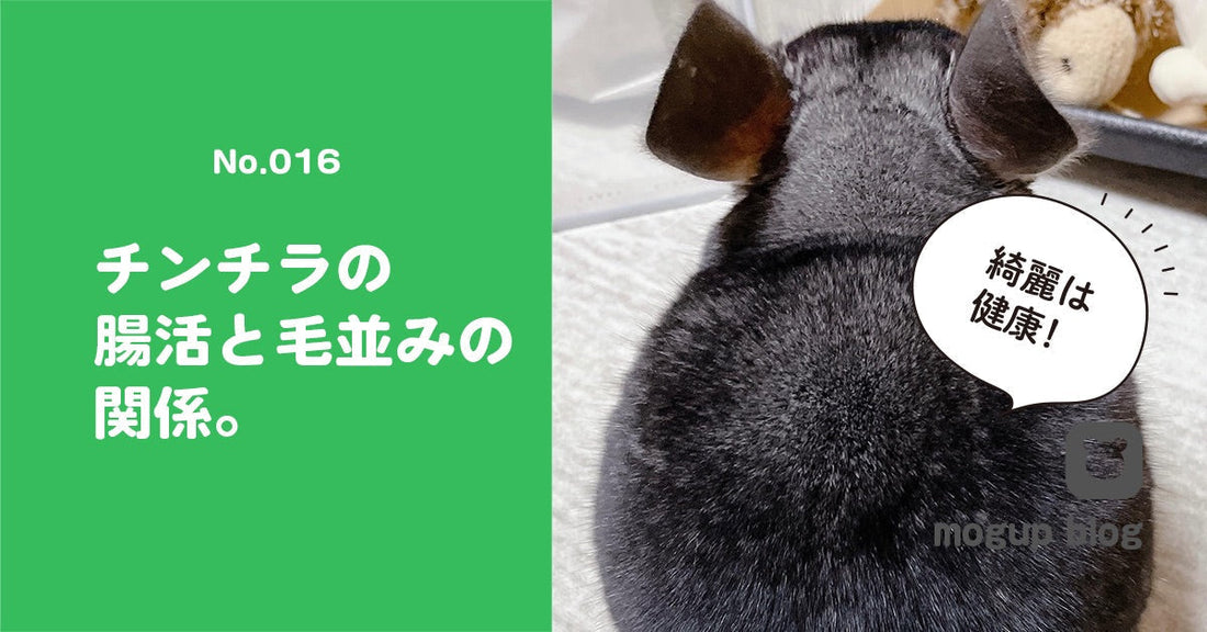 No.016　チンチラの腸活と毛並みの関係。発酵バガスで解決？