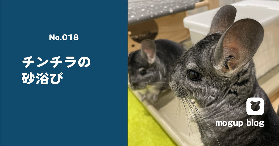 砂浴びをするチンチラ