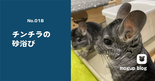 砂浴びをするチンチラ